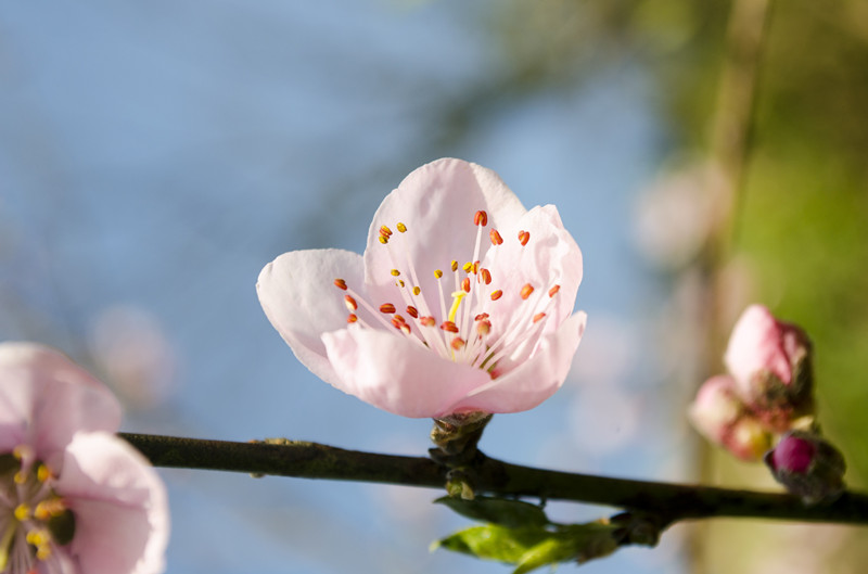 中健周一早會(huì)分享——靜待花開(kāi)
